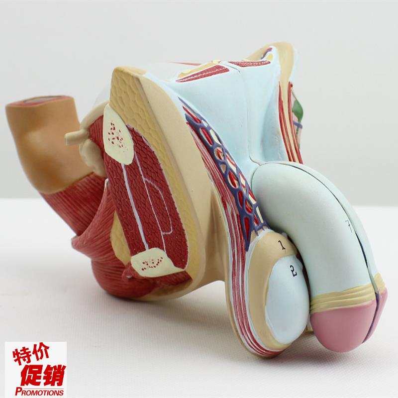 颐诺正品男性生殖器泌尿模型男L科模型睾丸解剖模型计生健康展示