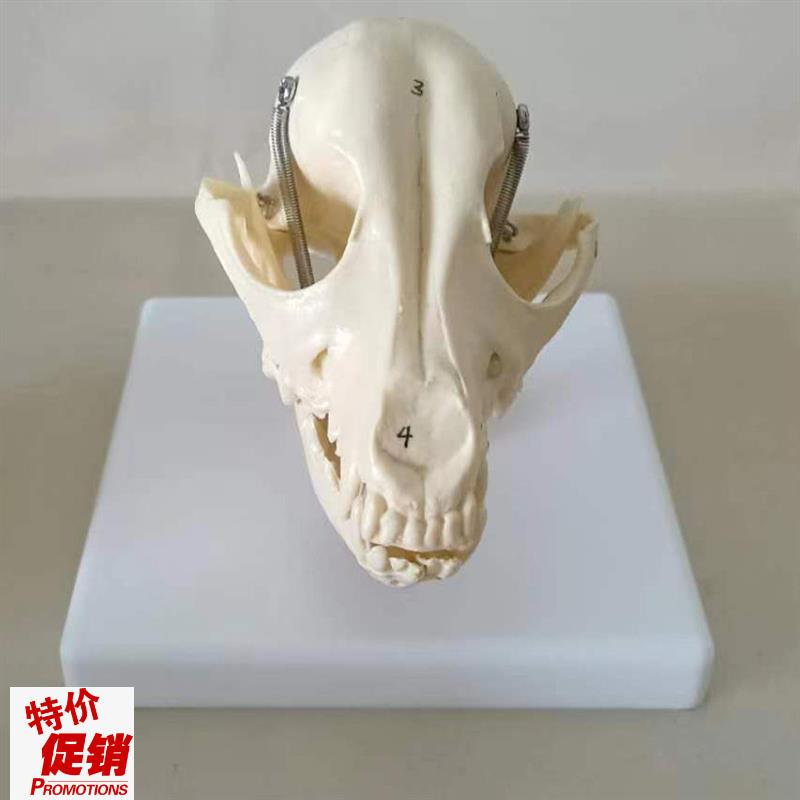 狗头骨模型动物骨骼犬科t犬骨架犬头骨犬骨骼宠物兽医教学模型
