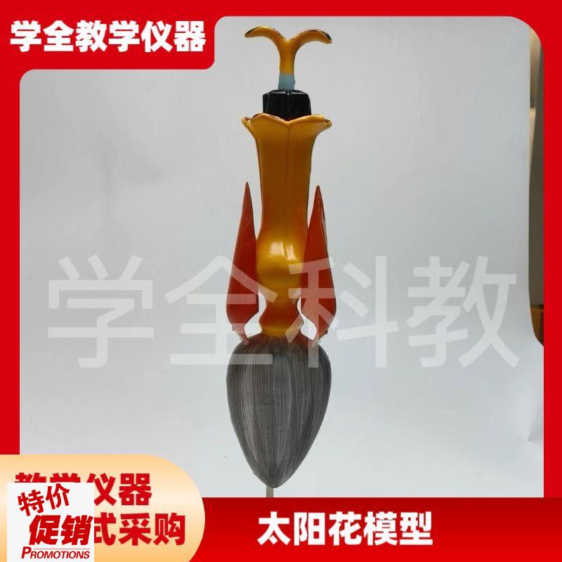 放大太阳花模型花蕊花瓣构造x解剖生物教学仪器高中生物教学用具