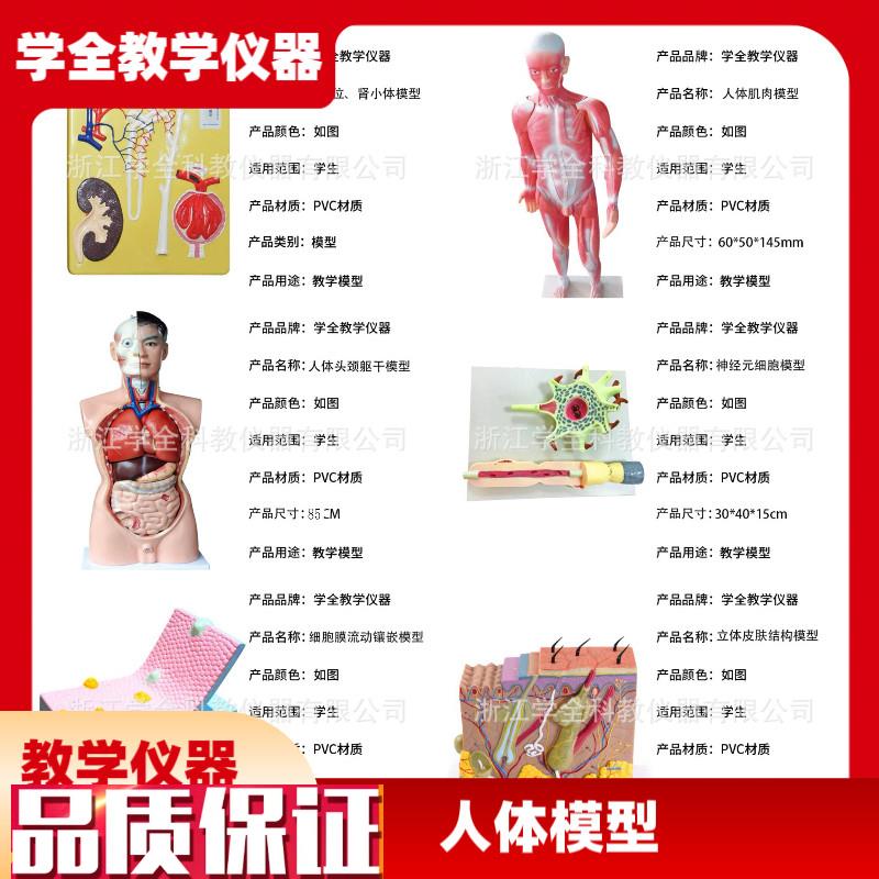 人体模型生物模型初高中生物实验器E材中学生物教学教学模型展示
