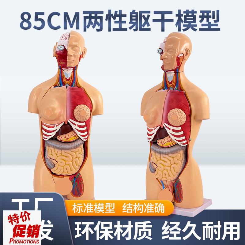 85CMb两性躯干可拆23件人体器官结构组织解剖内脏器官结构分布结