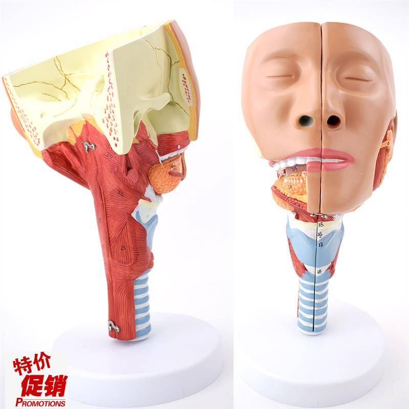 ENOVO颐诺医学鼻咽喉气管咽肌解剖模型环咽肌R会吞咽障碍康复教学