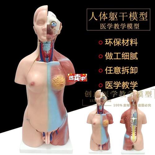 热销55cm两性人体躯干模型人体解剖K模型医用教学人体标本包
