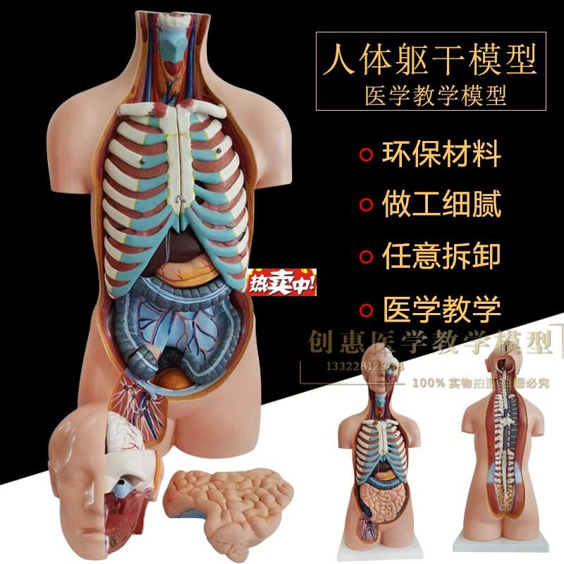 热销85CM豪华型无性躯干模型人体身体内脏d器官分布结构解剖模型2