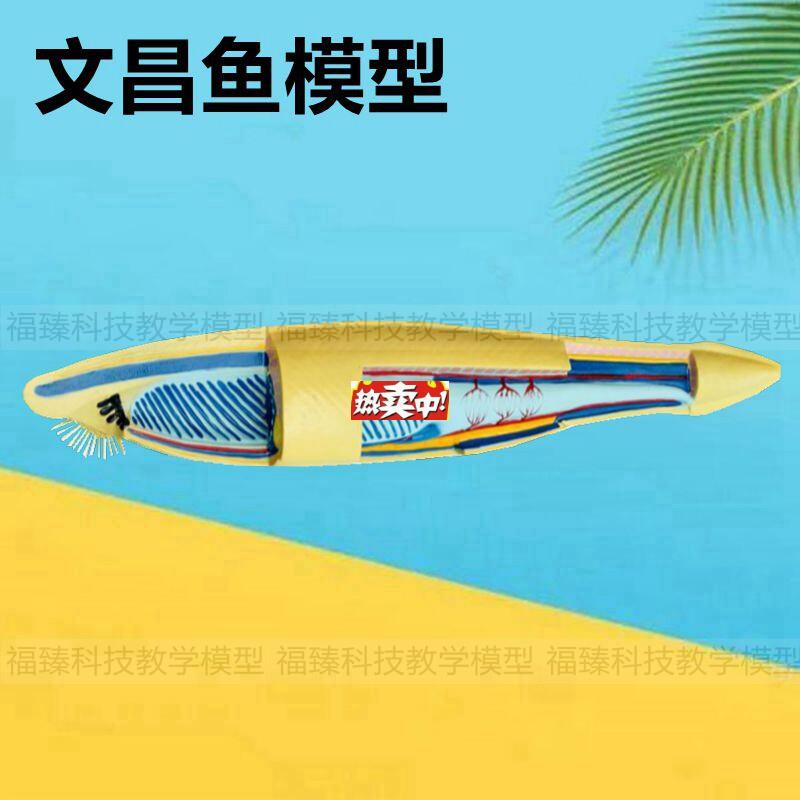 热销文昌鱼鱼类标本中学生物教育仪x器鱼类解剖动物水产科普展示
