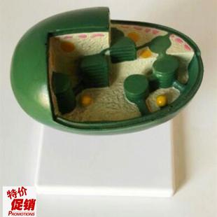 叶绿体模型解剖教学中学生物教仪T教具医用医学