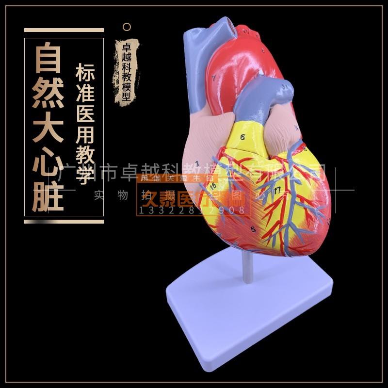 1:1人体心脏模型B超彩超声医用C心内科内脏解剖教学模具自然大心