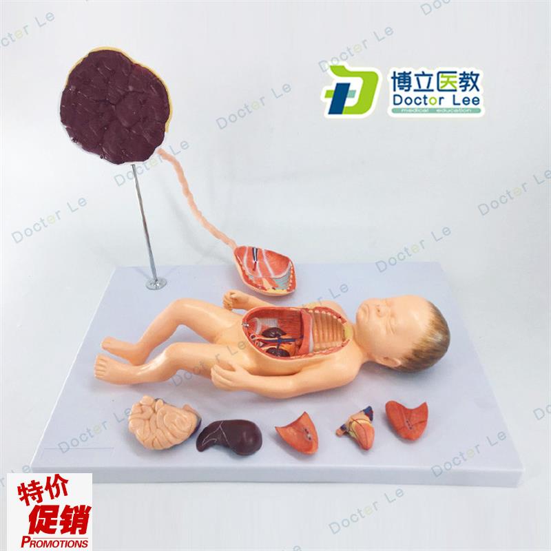 胎儿血液循环模型出生婴u儿脐带胎盘模型婴儿内脏可拆卸组装