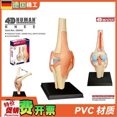 德国】4DMASTER人体膝关节模型可拆小型关节解剖可X弯曲骨科教学