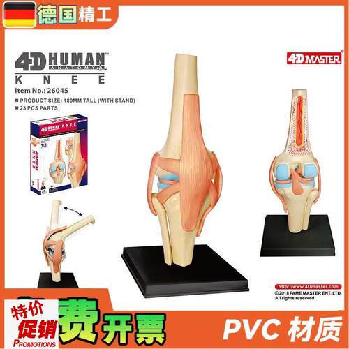 德国】4DMASTER人体膝关节模型可拆小型关节解剖可X弯曲骨科教学