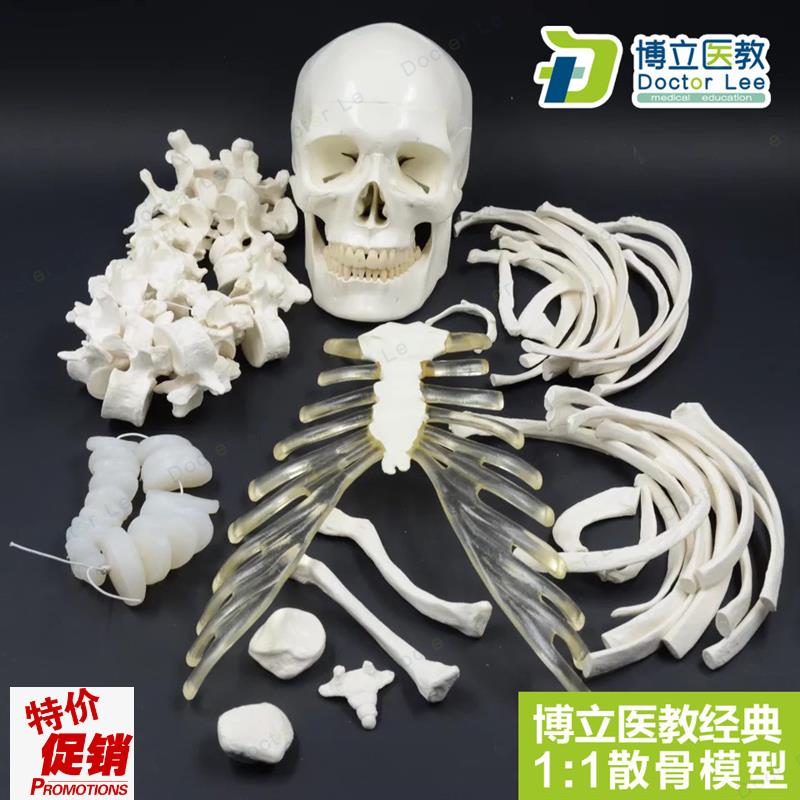 人体全身散骨g模型170CM真人仿真骨骼骨科骨架模型艺用正骨教学