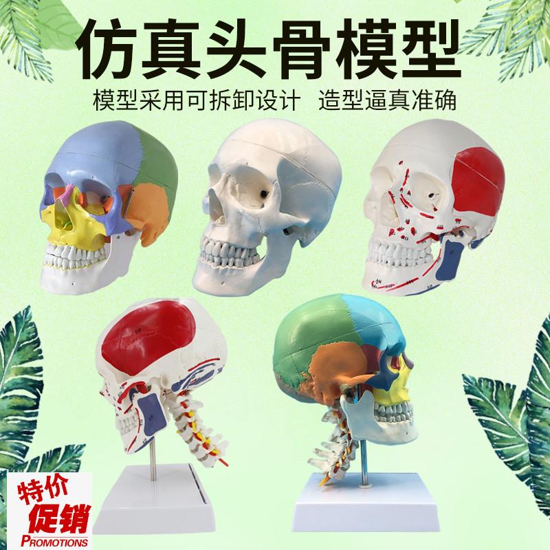 医用人体头骨模j型11彩色头颅骨模型骷髅头模型可拆卸头颅骨骼
