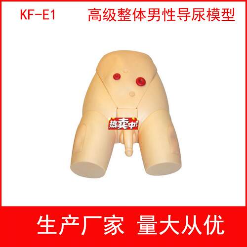 热销高级整体男女导尿模具,高级整体男性导尿模型W女性导尿训练模