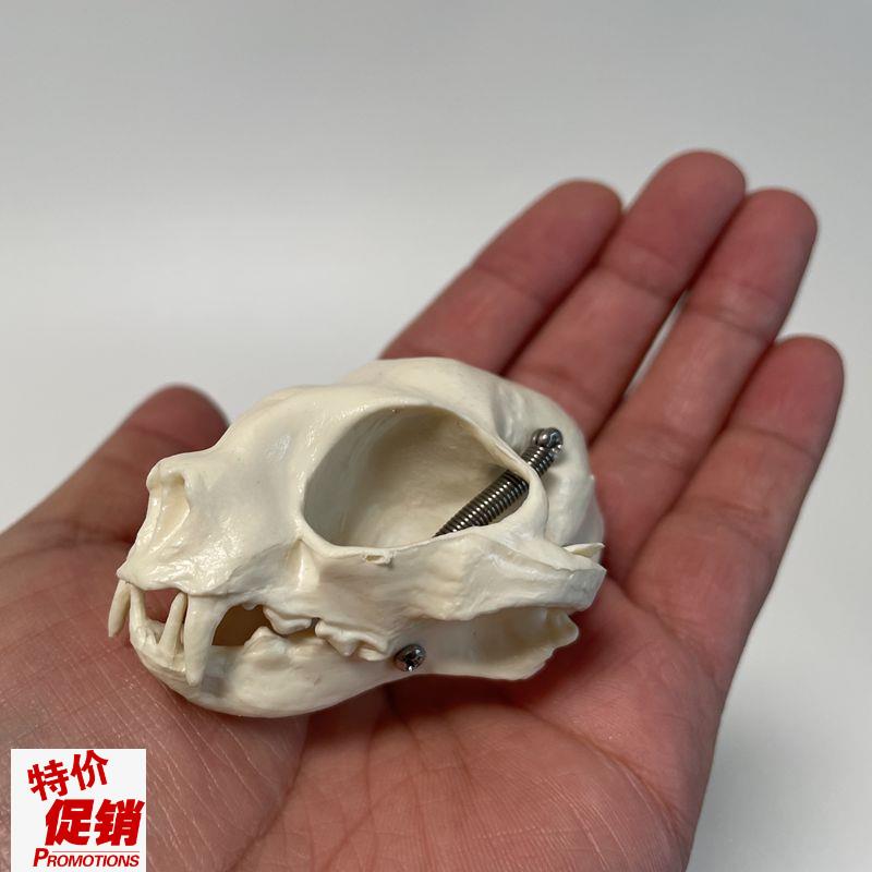 康泰动物c骨骼猫头骨模型口腔牙齿高仿真猫科宠物兽医药教学实验
