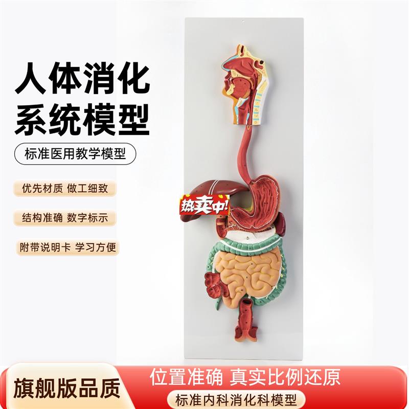 热销人体消化系统模型消化道胃剖面鼻咽喉m胃解剖模型肛肠科大小