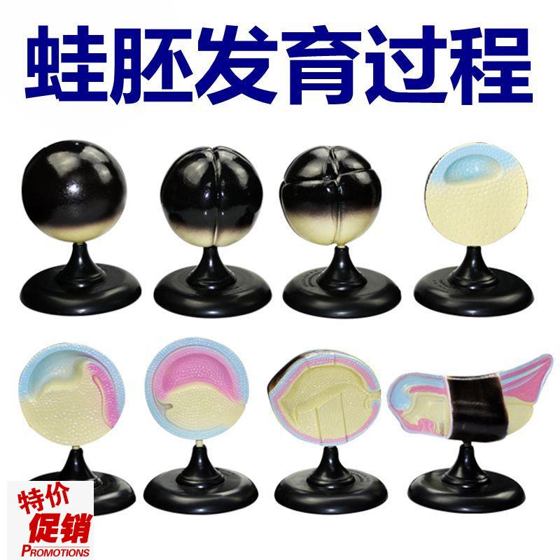 青蛙胚胎发育过程模型中学生物课用教具8件/套实验器Z材动物妊娠