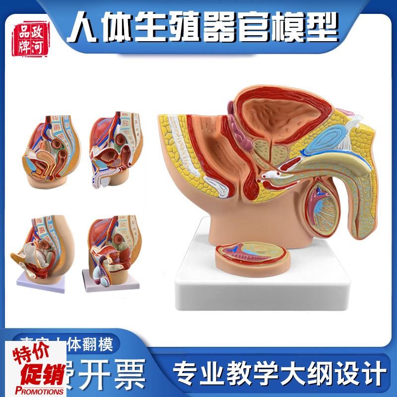 政河男女性生殖器官结构解剖人体盆腔H子宫矢状系统教学医院学校