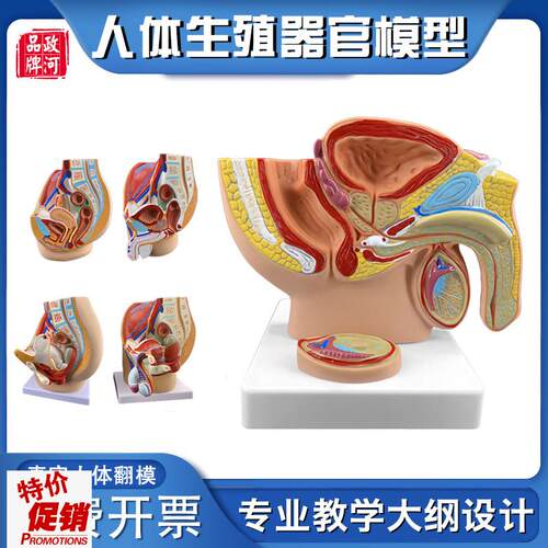 政河男女性生殖器官结构解剖人体盆腔H子宫矢状系统教学医院学校