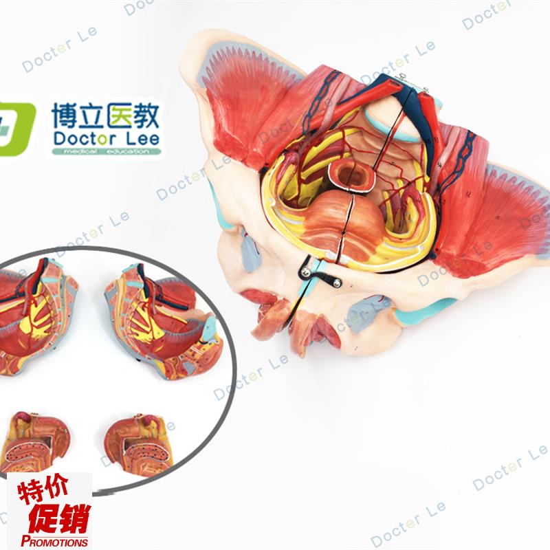 高级女性骨盆附生殖器与u解剖模型生殖器官和女性盆腔模型
