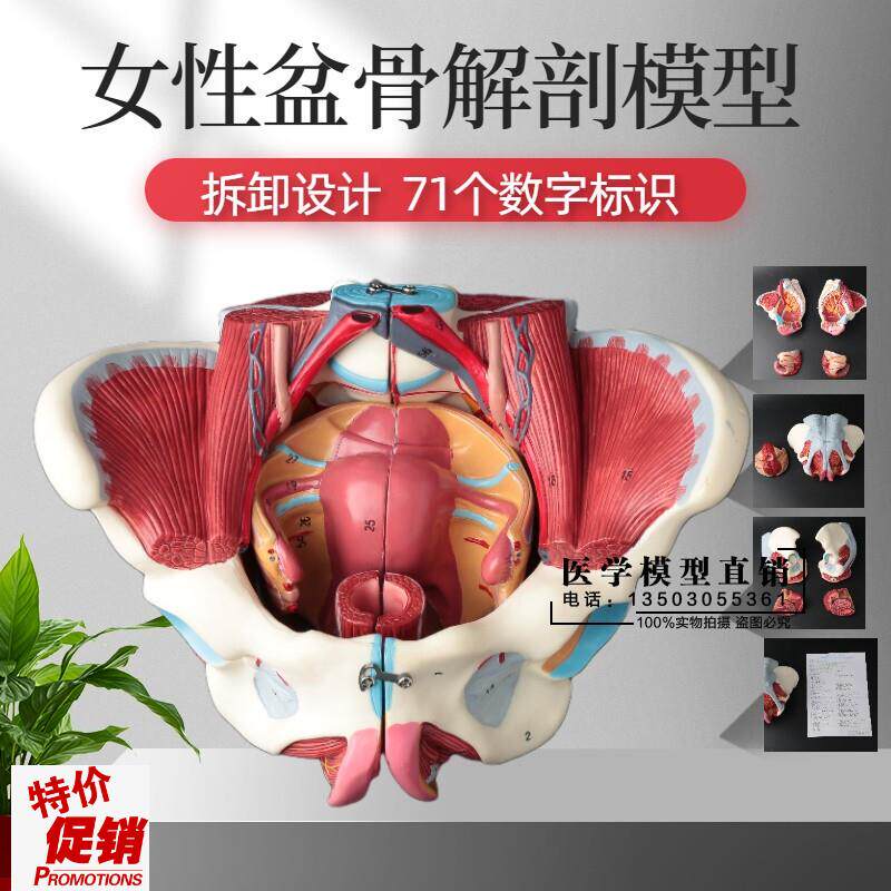 女性骨盆模型盆底肌带生s殖器血管神经肌肉子宫人体解剖教学医学