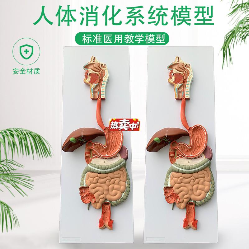 热销人体消化系统模型消化a道胃冠状剖面鼻咽喉大小肠胃解剖模
