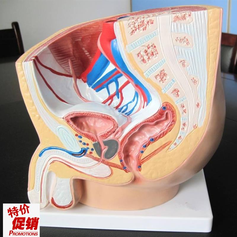 男性盆腔正中矢状解剖模q型(1件)人体生殖器教学示教练习训练标本