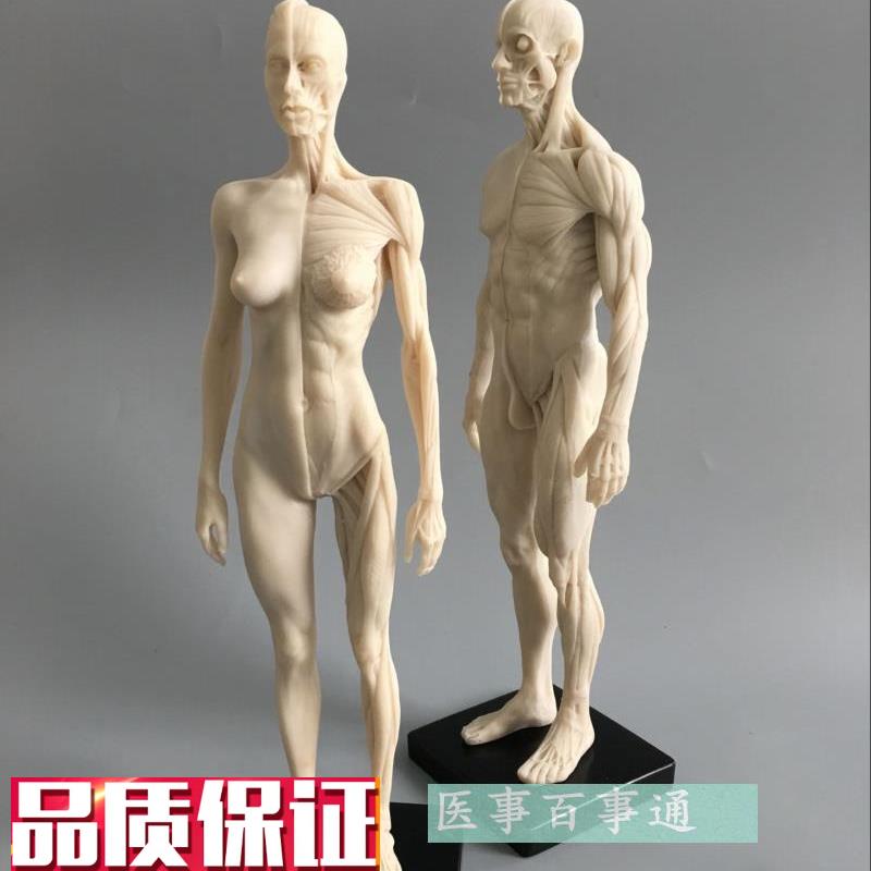 人体模型美术绘画医用教学t骨骼肌肉解剖结构白胚男女30cm雕塑骷