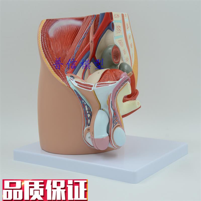 普信计生模c型男性生殖泌尿盆腔系统模型男性骨盆正中矢状切模型