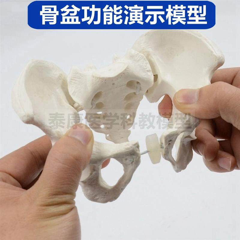 女盆骨模型关节可活动旋转产科功能演G示月子中心月嫂培训家政康