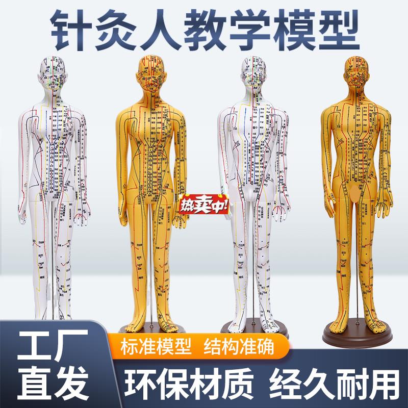 热销5262C中医针灸穴位F人体模型教学全身十二经络小皮人扎针练
