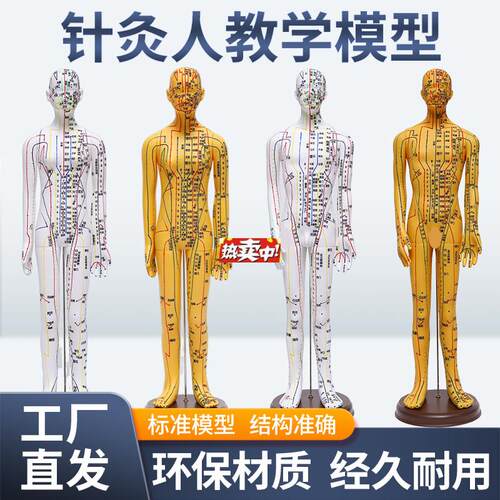 热销5262C中医针灸穴位F人体模型教学全身十二经络小皮人扎针练