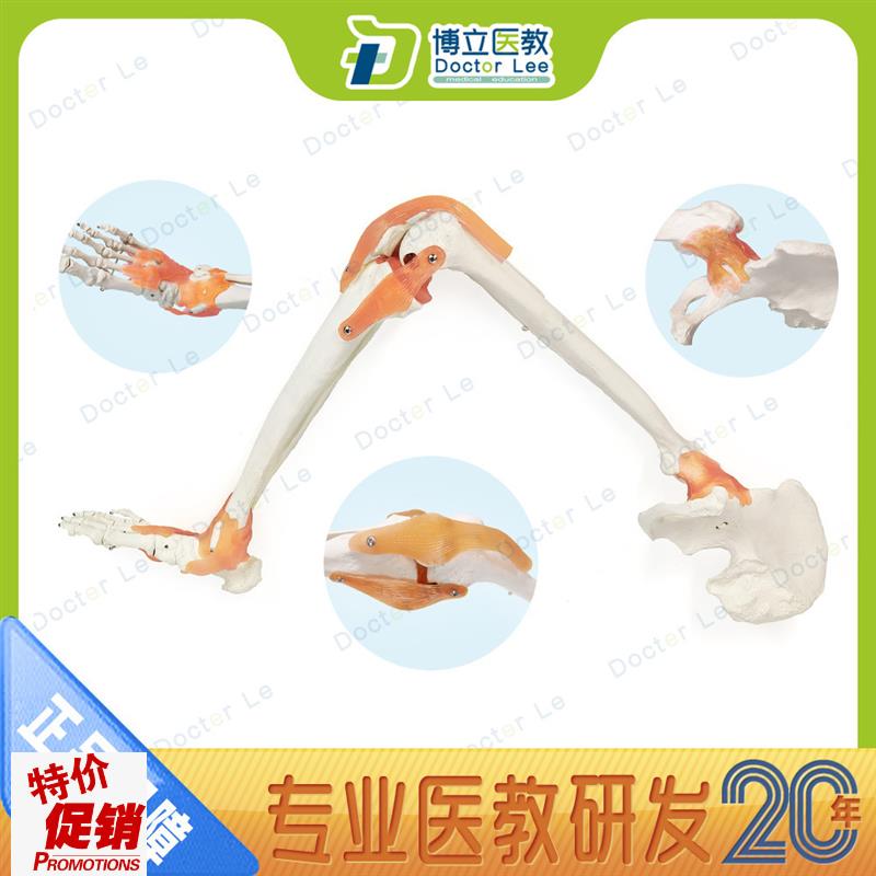 11脚骨人体下肢腿q骨韧带胫腓股骨模型膝关节模型股骨模型