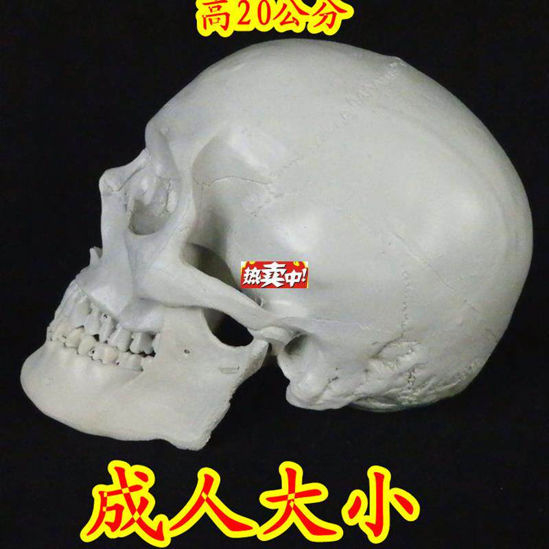 热销高仿真11人类头骨模型仿真B拍摄道具面具头骨模型树脂骷髅