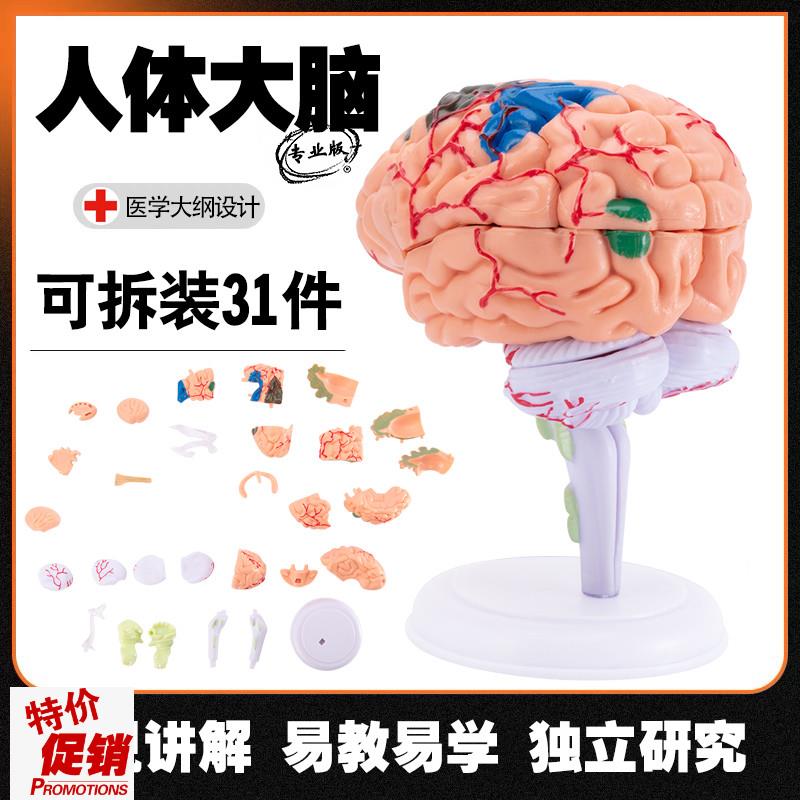 人体大脑解剖模型人体器官结构教A学模型4d小脑可拆装医院摆件讲