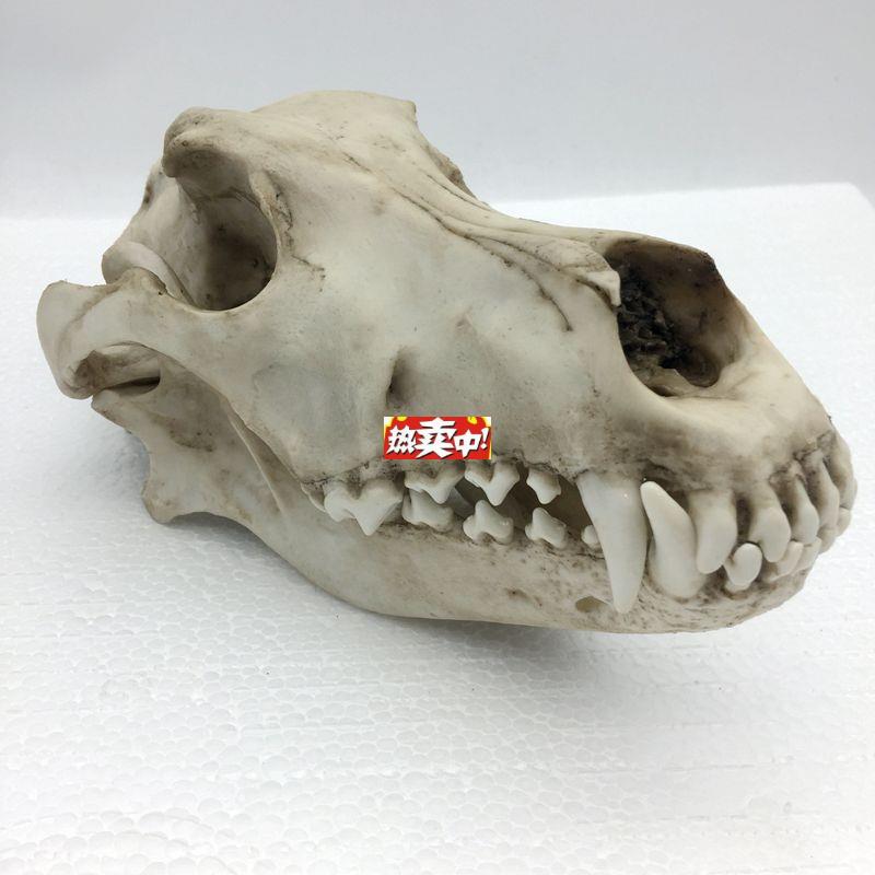 热销康泰模型狼头骨仿真标本v艺术品收藏动物医院兽医药狗骨髅牙