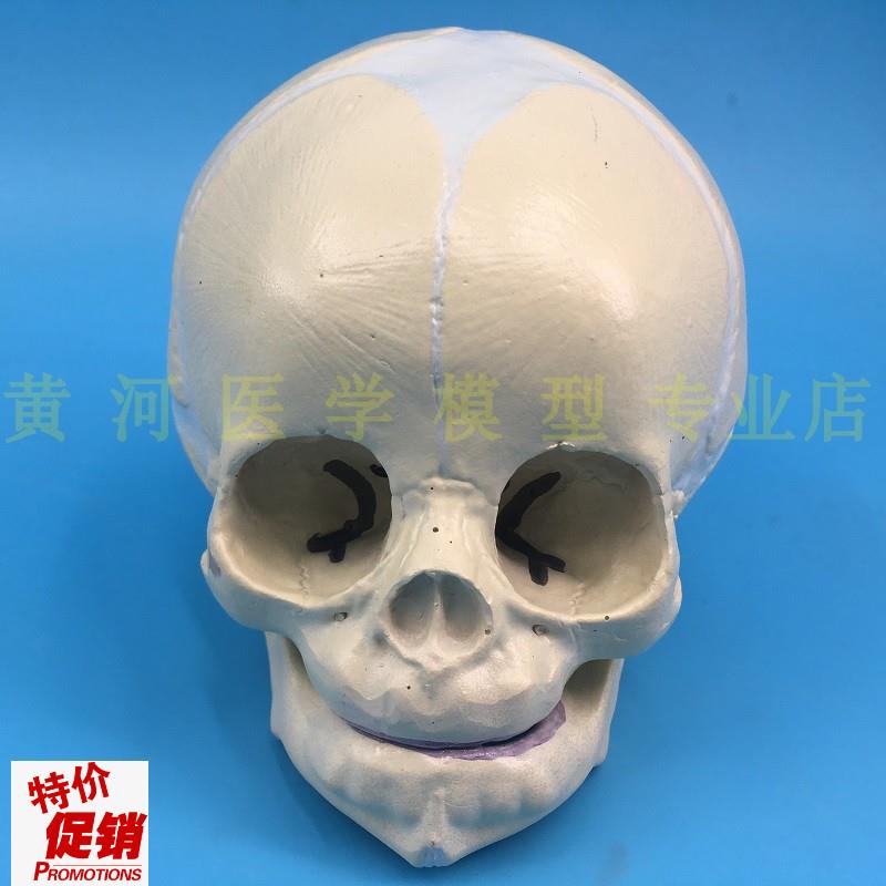 胎儿婴儿头e骨模型骷髅头骨进口胎儿颅模型30周大小胎儿小孩头骨