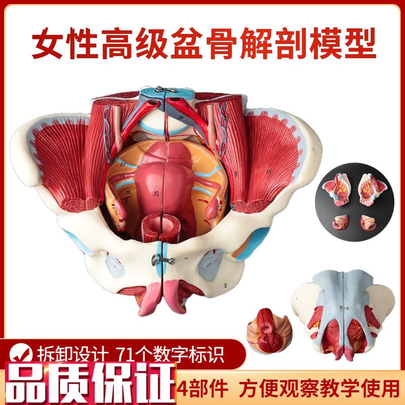 女性骨盆模型盆i底肌带生殖器血管神经肌肉子宫人体解剖教学骨盆