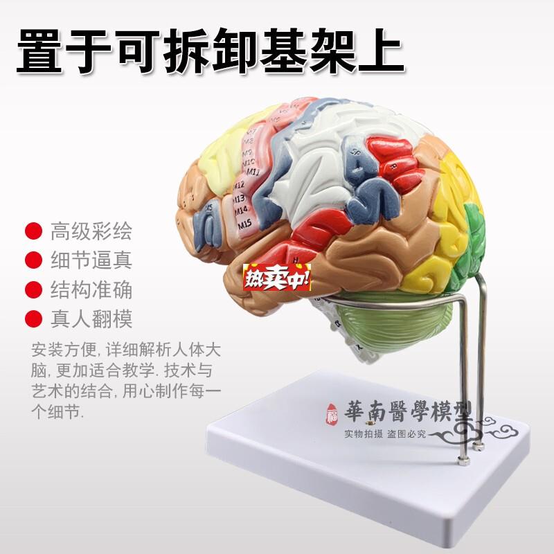 热销正品放大版可拆卸彩色头颅骨人体大脑神经解剖人脑q室功能区