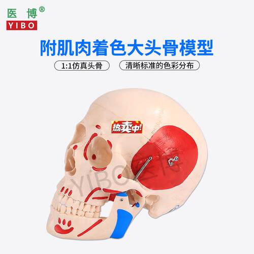 热销医博仿真人头骨模型自然大1:1头骨颅骨模型医Q学人头骨可拆卸
