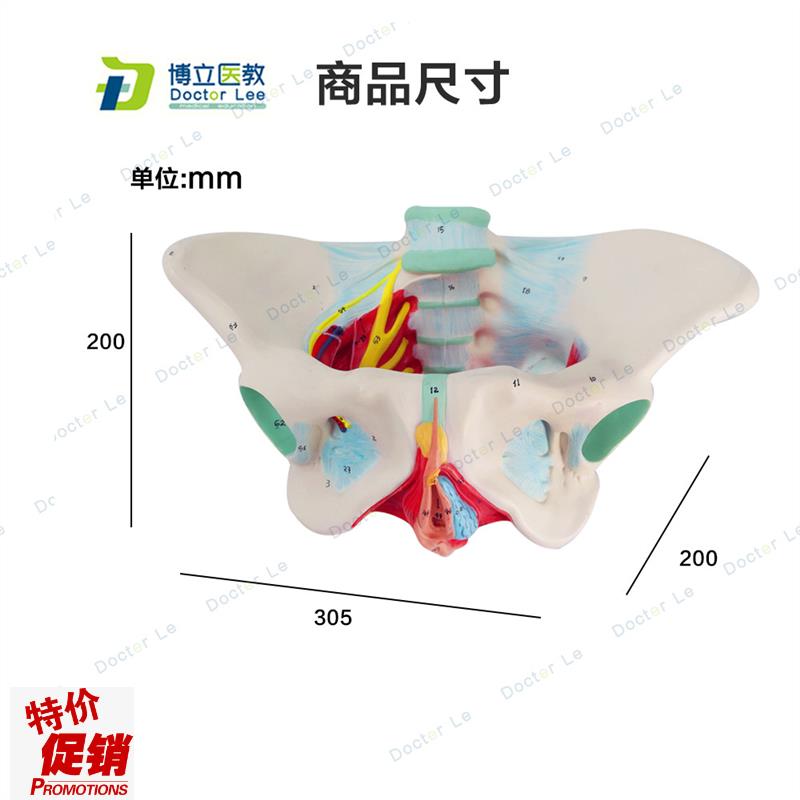 子宫模型骨盆女性k盆底肌模型女性分娩模型教学助产医用骨盆模型