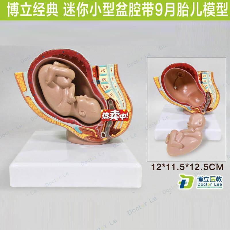 热销医教小型女性盆腔带9月胎儿解剖模型胚胎发s育妊娠盆腔计生妇
