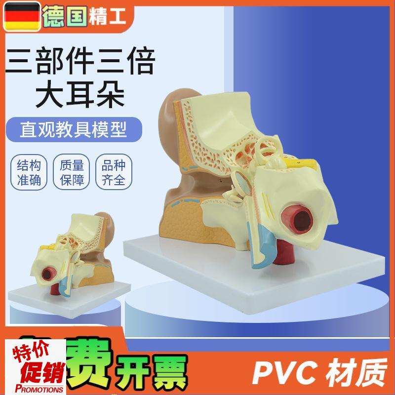 德国】耳朵模型内耳迷路耳廓耳解剖科技馆展示放大Z生命馆展品