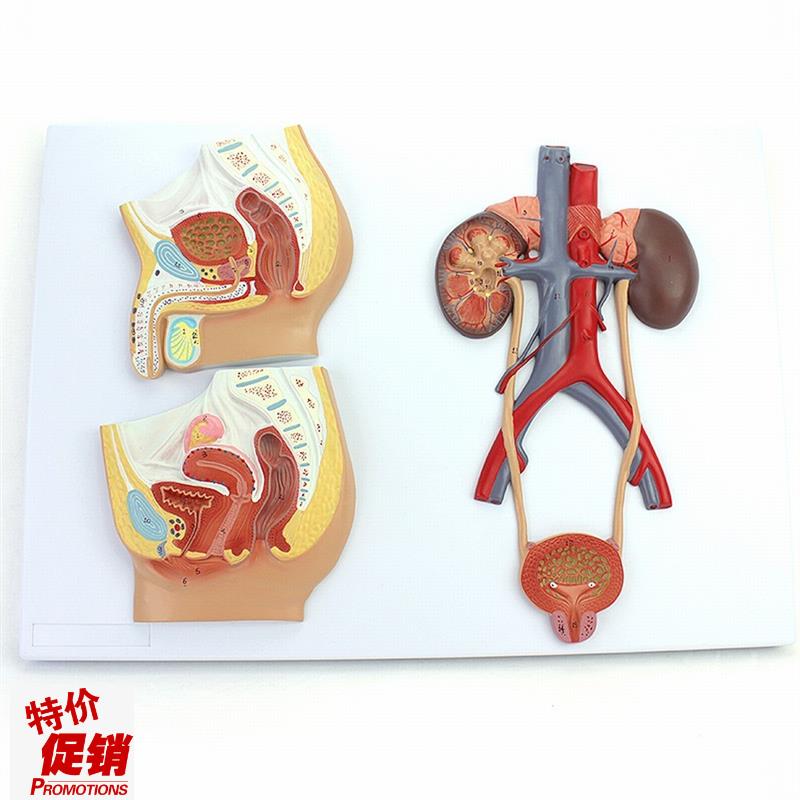 ENOVO颐诺医学用人体t泌尿生殖系统模型男女泌尿生殖解剖结构模型