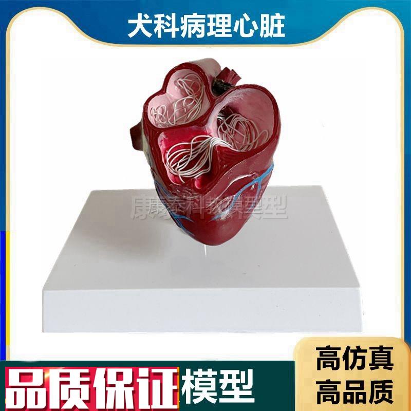 犬心丝虫病理h模型狗狗心脏模型犬科动物内脏仿真兽医宠物医用教