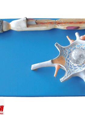 神经元放b大模型A18001/解剖模型