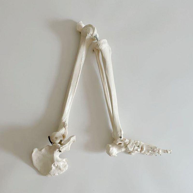 康泰模型下肢骨骼腿骨关节活动医用仿真骨假O肢人体塑胶骨头模具