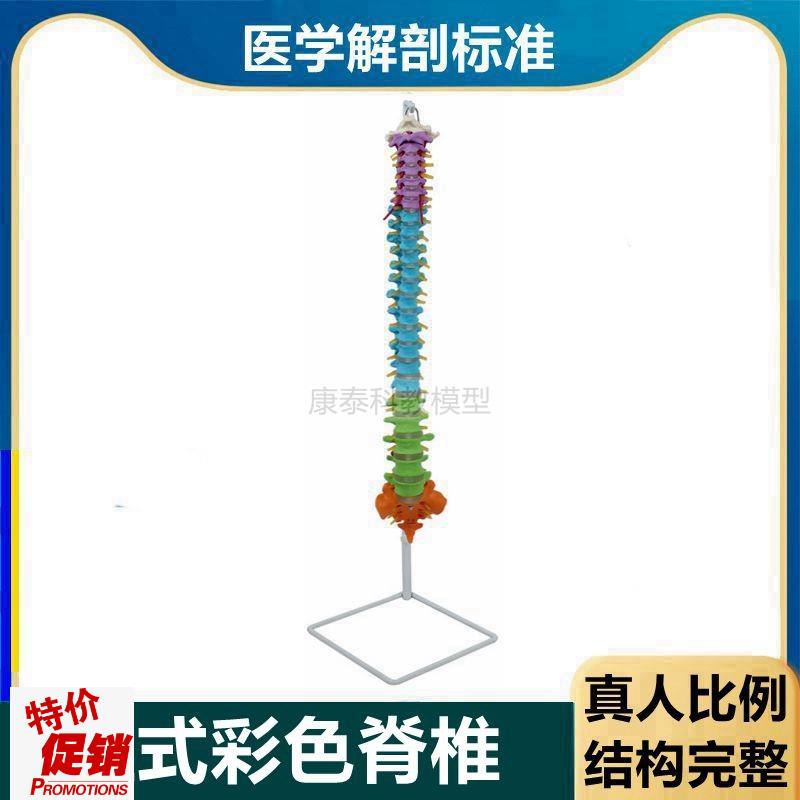 彩色脊椎模型1比1真人比例脊髓神经正骨指M压盲人瑜伽培训用康复