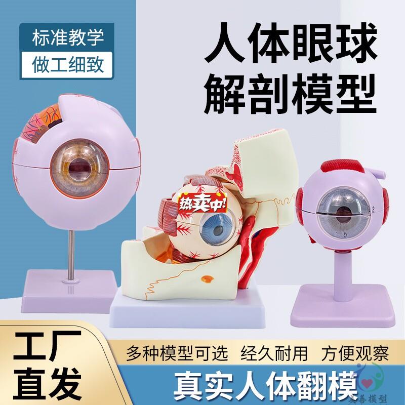 热销人体眼球模型放大眼睛眼g球结构构造解剖模型教学仪器眼珠玩