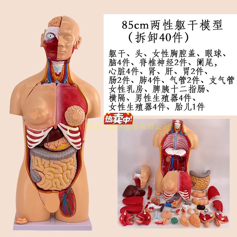 热销高级成人人体躯干附内脏可拆装模型4r0件人体内脏解剖模型85C