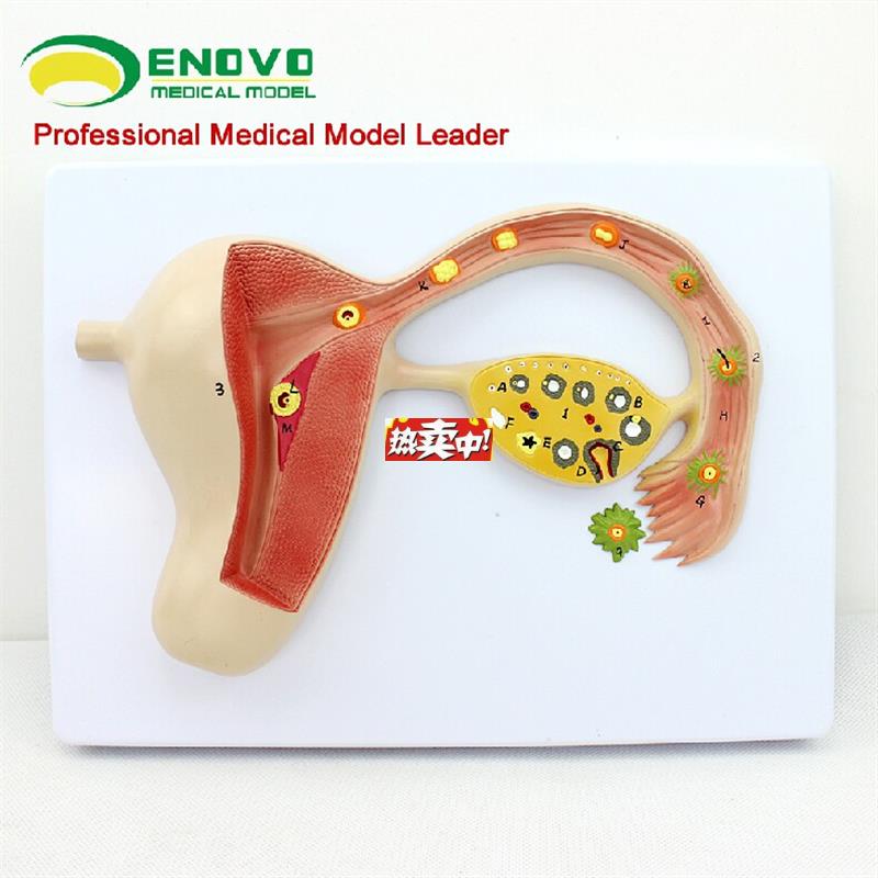 热销颐诺正品人体受精卵模型妊M娠胚胎儿发育过程子宫组织胚胎模